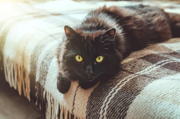 Lazy concept week-end d'automne. Portrait de beau chat noir mâle regardant la caméra, maison relaxante sur un canapé couverture à carreaux chaud, fond avec la lumière du soleil. Automne, saison d'hiver . — Photo