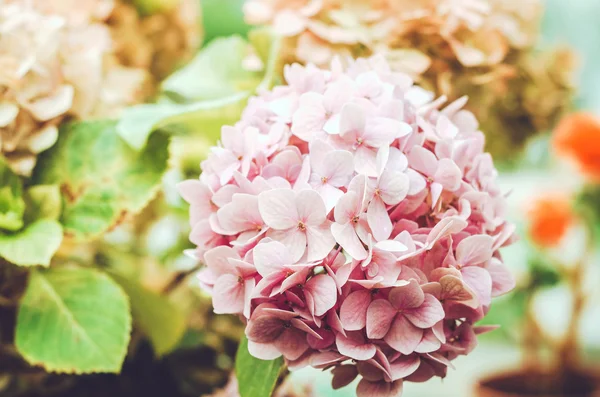 Cerrar flor de hortensia rosa belleza en un jardín. Fondo verde natural. Me encanta el concepto floral. Pastel, ternura flores fondo de pantalla. Tarjeta, lugar de texto, espacio de copia . — Foto de Stock