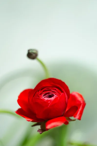 Colorato fiore rosso ranuncolo primavera Fotografia Stock