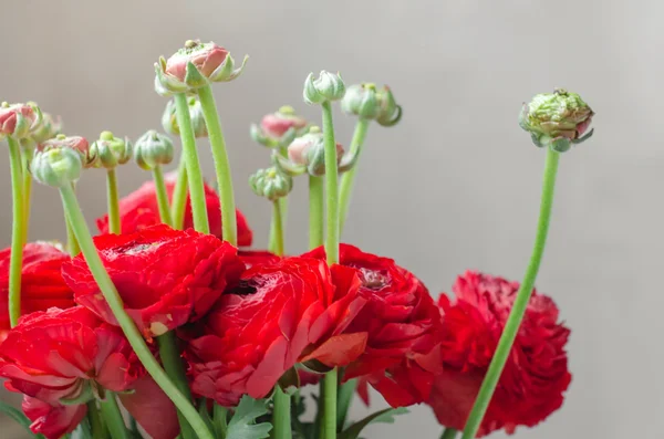 Kleurrijke rode boeket van bloemen ranunculus voorjaar — Stockfoto