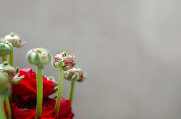 Colorato bouquet rosso di fiori ranuncolo primavera — Foto Stock
