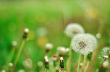 Yeşil renkli yaz aylarında karahindiba göl kenarında