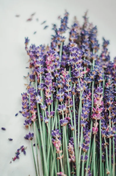 Mazzo di fiori di lavanda su sfondo bianco Immagine Stock