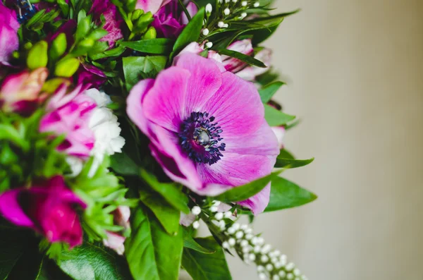 Bella romantica primavera fiore anemone macro — Foto Stock