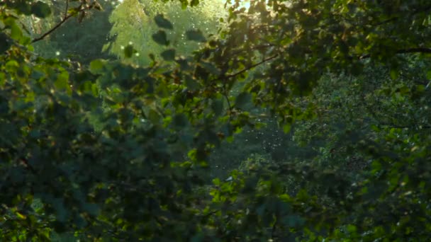 Insekter flyger i en skog. Bokeh vid solnedgången. Bakgrund loopar — Stockvideo