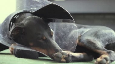 Üzgün köpek doğurmak Doberman tıbbi yaka