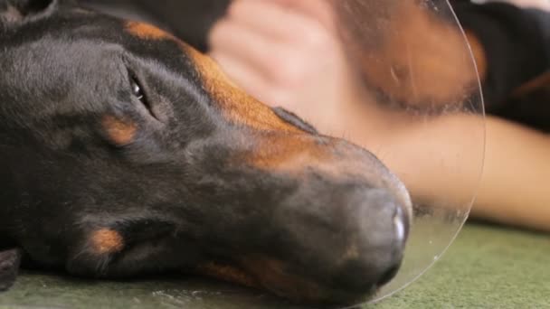 Ledsna hund rasen Dobermann medicinsk krage närbild — Stockvideo