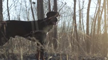 güçlü Doberman köpek eğitimi, koşu takımı koşu takımı ile araç ağırlığı nın lastiği 5 çekerek