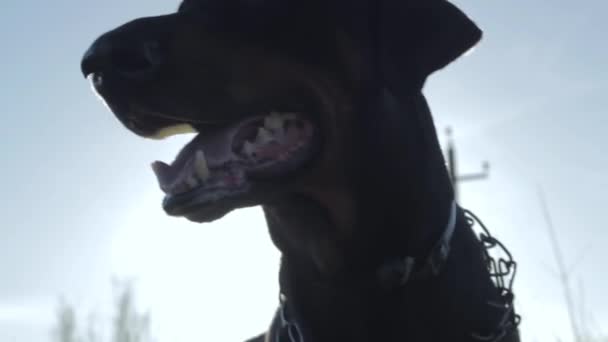 Doberman dog barks close-up — Stock video