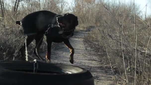 Forte addestramento del cane Doberman, squadra di corsa nell'imbracatura con il pneumatico del peso dell'auto tirando 6 — Video Stock