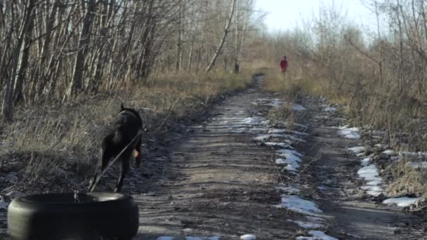 Forte addestramento del cane Doberman, squadra di corsa nell'imbracatura con il pneumatico del peso dell'auto tirando 3 — Video Stock