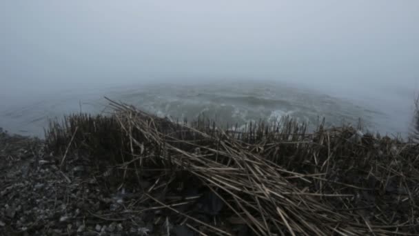 Βραστό νερό ζεστό άνοιξη στην ομίχλη και μαύρο σκυλί 1 — Αρχείο Βίντεο