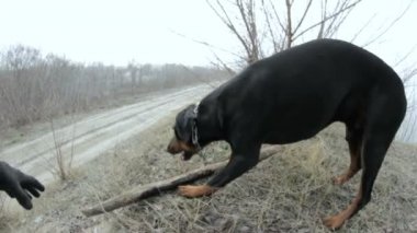 büyük siyah Doberman köpek el yakın çekim ısırmaya çalışır