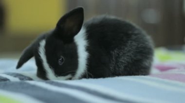 siyah ve beyaz bebeği tavşan, tavşan