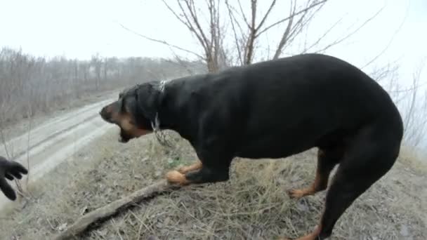 Grande preto Doberman cão tenta morder a mão close-up — Vídeo de Stock