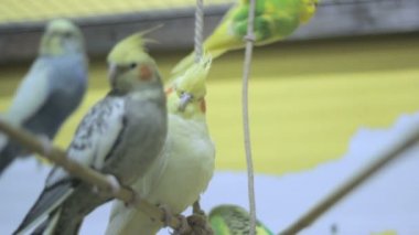 2 iki papağan bir ağaçta salıncak