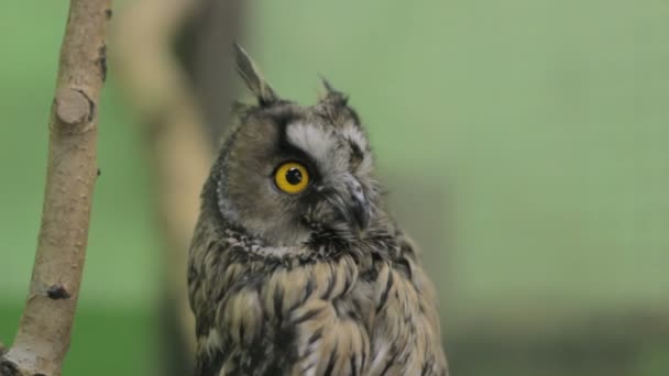 Close-up van een uil die kijken naar de camera en rond, groene toets 2 — Stockvideo