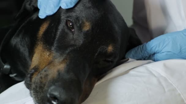 Doberman Dog se trouve sur les genoux d'un médecin vétérinaire gros plan — Video