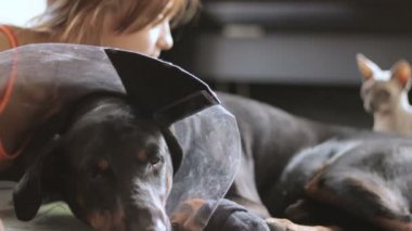 Üzgün köpek doğurmak Doberman tıbbi yaka arka planda bakmak yakın çekim kedi