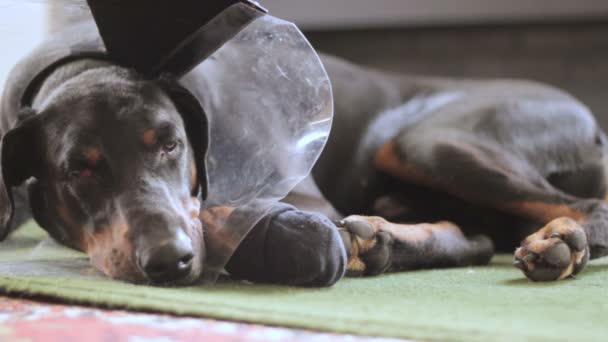 Ledsna hund rasen Dobermann medicinsk krage närbild — Stockvideo