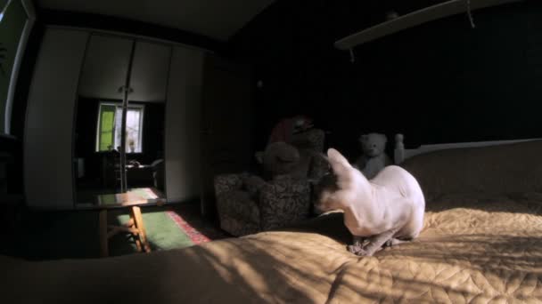 部屋でベッドの上のスフィンクス猫座ってには医療ドーベルマン犬の首輪が含まれています — ストック動画