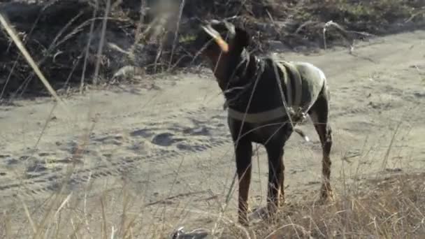 Doberman hond blaft — Stockvideo