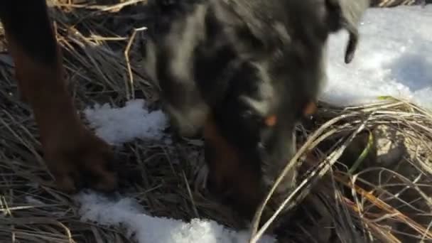 Doberman chien renifle la course au sol prend sentier chasse gros plan 