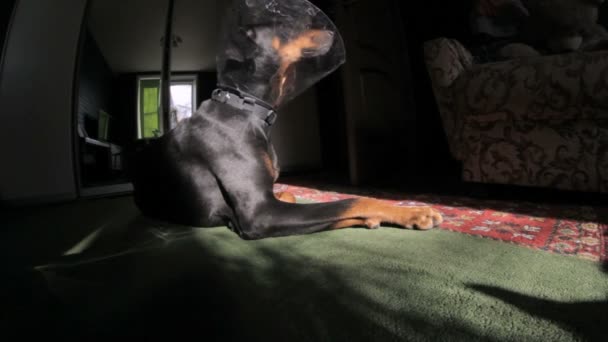 Smutny pies rasa Doberman medycznych kołnierza — Wideo stockowe