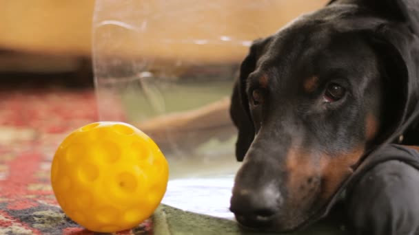 Ledsen hund rasen Dobermann nära bollen medicinsk krage närbild — Stockvideo