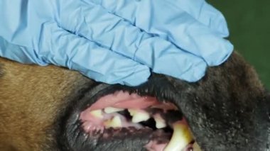Veteriner Hekim diş seyir Doberman köpek kadar yakın
