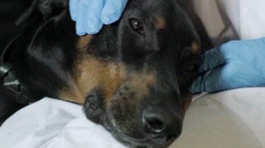 Doberman köpek veteriner Doktor yakın çekim kucağına yatıyor
