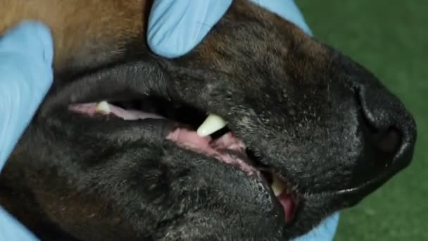 Lekarza weterynarii zęby patrzy dobermana psa z bliska — Wideo stockowe