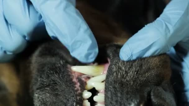 Lekarza weterynarii patrząc zęby psa dobermana, blisko 3 — Wideo stockowe