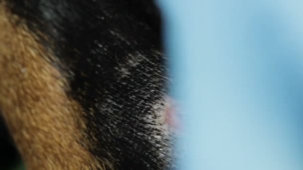 Боль на теле доберманской собаки крупным планом — стоковое видео
