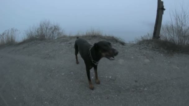 Ανατριχιαστικό μαύρο σκυλί γαβγίζει Doberman επιθέσεις — Αρχείο Βίντεο