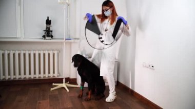 Genç veteriner yaramazlık yapan bir köpeğe e-yaka takmaya çalışıyor ama bununla baş edemiyor.