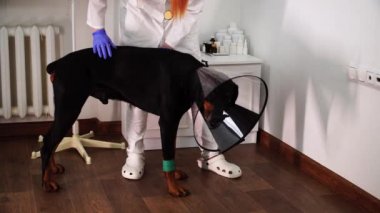 E- yakalı bir köpek var, veteriner tarafından muayene ediliyor.