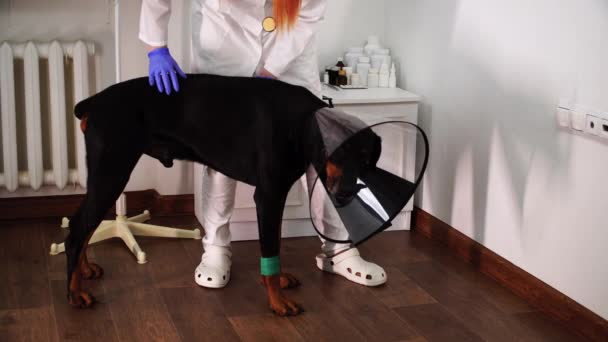 Tam je pes v e-obojku, který je vyšetřen veterinárním lékařem — Stock video