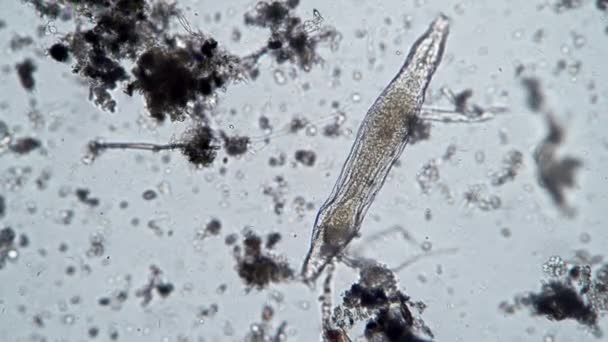 Ein großer Rotifer bewegt sich im Wasser unter dem Mikroskop — Stockvideo