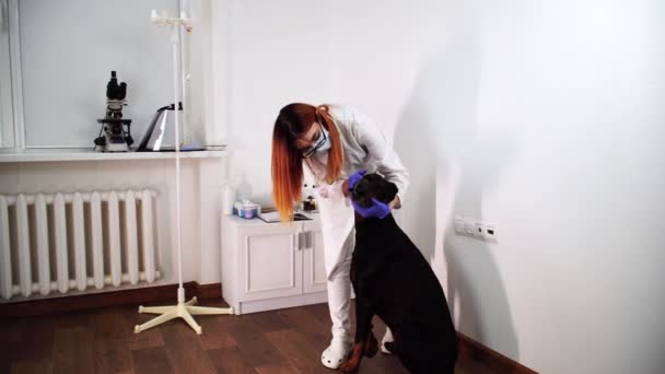 Médico feminino verifica dentes de cães pretos e faz anotações em seu caderno — Vídeo de Stock