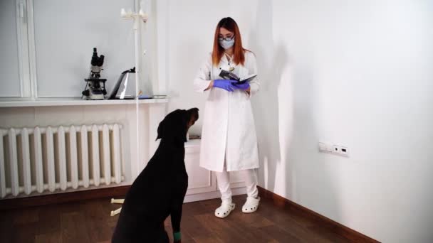 Ung dyrlæge forsøger at få hunden til at sidde og notere sig i sin notesbog – Stock-video