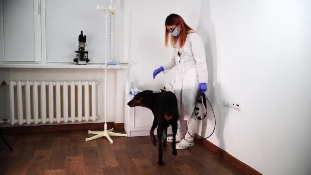 Joven veterinario trata de poner en cono médico plástico en el perro, pero falla — Vídeos de Stock