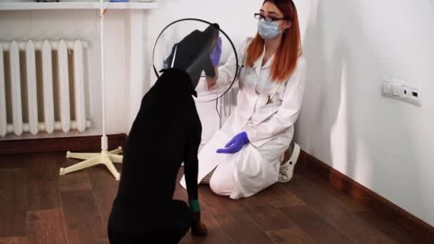 Vet zit op de vloer voor de hond in e-collar en geeft hem traktatie voor het controleren van zijn poten — Stockvideo