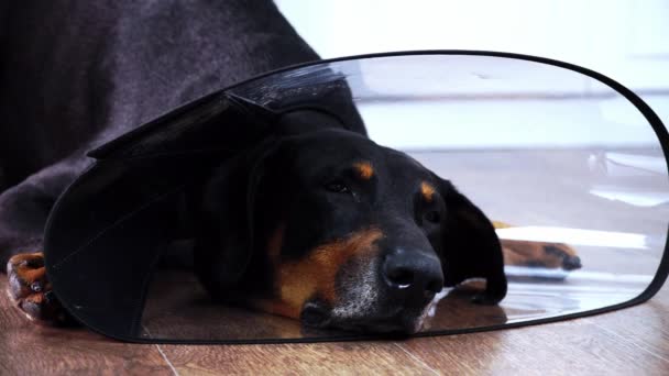 Duży czarny pies w kołnierzyku Elizabeth leży na podłodze i patrzy prosto — Wideo stockowe