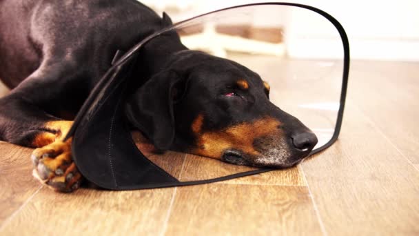 En svart renrasig hund doberman är halvt sover i en plast e-krage på nära håll — Stockvideo