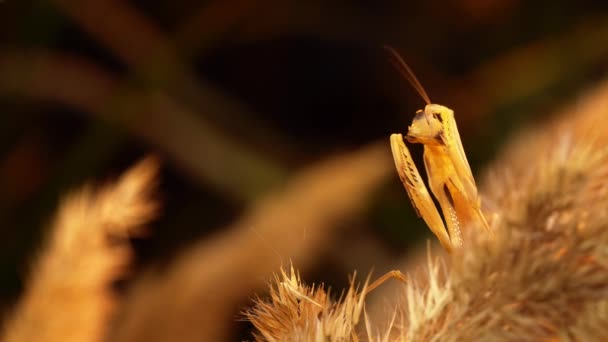 Mantis amarelo está sentado na planta grama e limpa suas patas — Vídeo de Stock