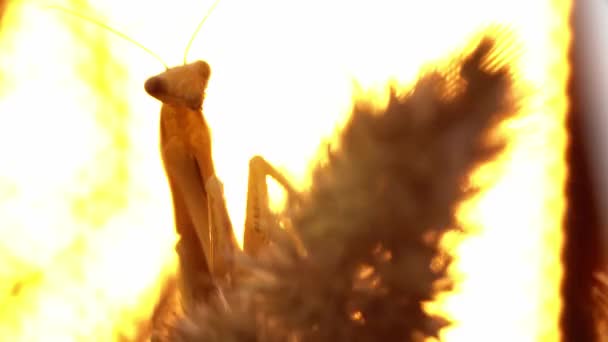La mantis orante está tratando de quedarse quieta mientras la especia de la oreja se balancea. — Vídeos de Stock