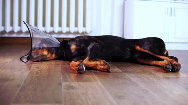 На підлозі лежить чорний собака Доберман, що лежить спокійно в електронному комірці — стокове відео