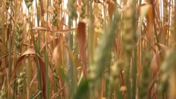 Yaz mevsiminde yakın planda buğday tarlası — Stok video