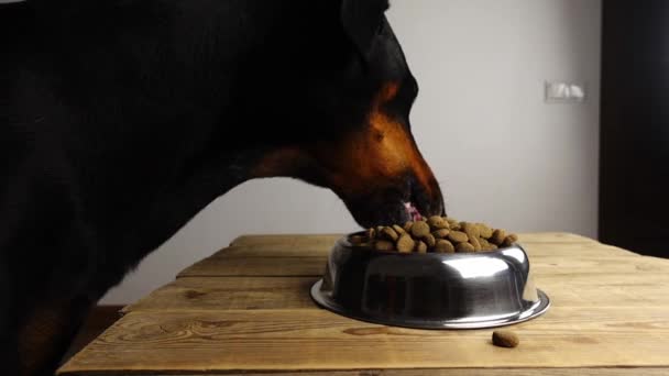 Portret van een volbloed doberman die brokken eet in slow motion — Stockvideo